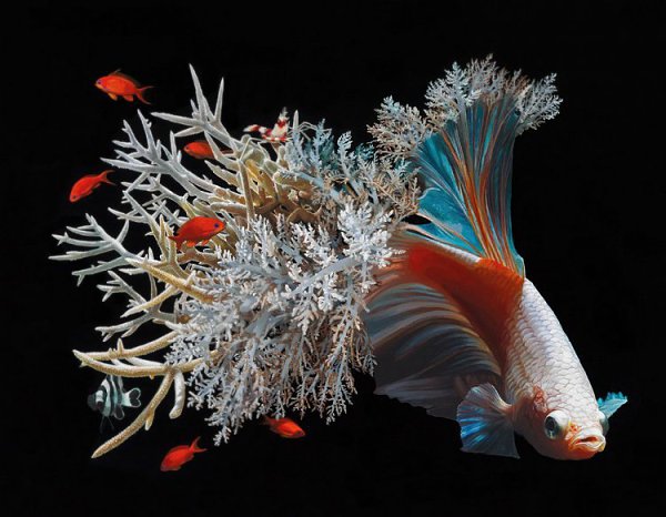   (Lisa Ericson)  ,   ,    ,  ... - 6