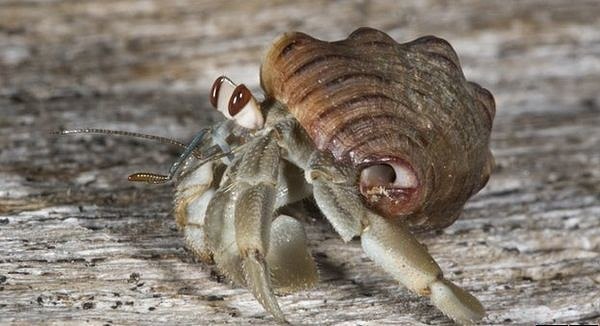   - (. Coenobita variabilis)   ,  ... - 4