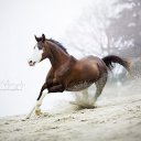 ���� ������, �����������, 75 ��� - ��������� 20 ���� 2017 � ������ ����Ȼ