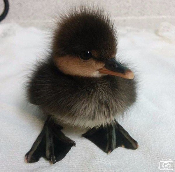 А между прочим, это ЛЕБЕДЬ! Только маленький...