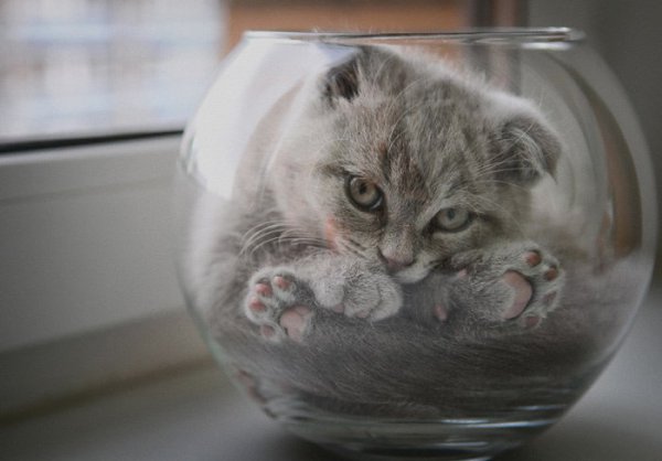 Коты готовы веселить нас в самые пасмурные дни! Стивен Кинг пишет, что коты – это гангстеры ... - 12