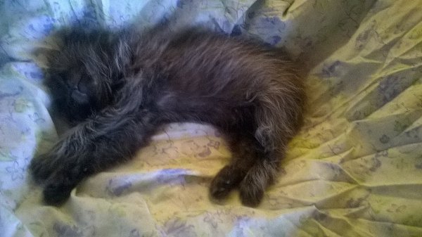 #Безкота_добро.Подобрали вчера на дороге. Чуть не сбили сначала мы, затем фура. Напуганного, мокрого ... - 3