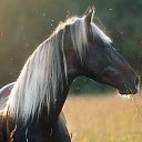 ���� ������, �����������, 75 ��� - ��������� 20 ���� 2017 � ������ ����Ȼ