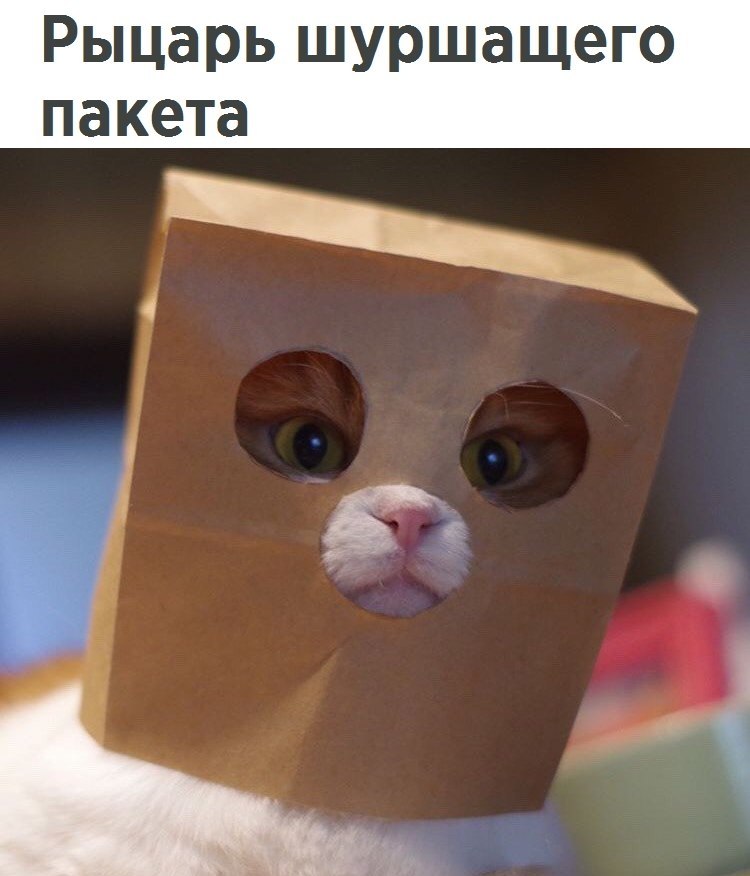 Без кота и жизнь не та - 9 июля 2017 в 11:32