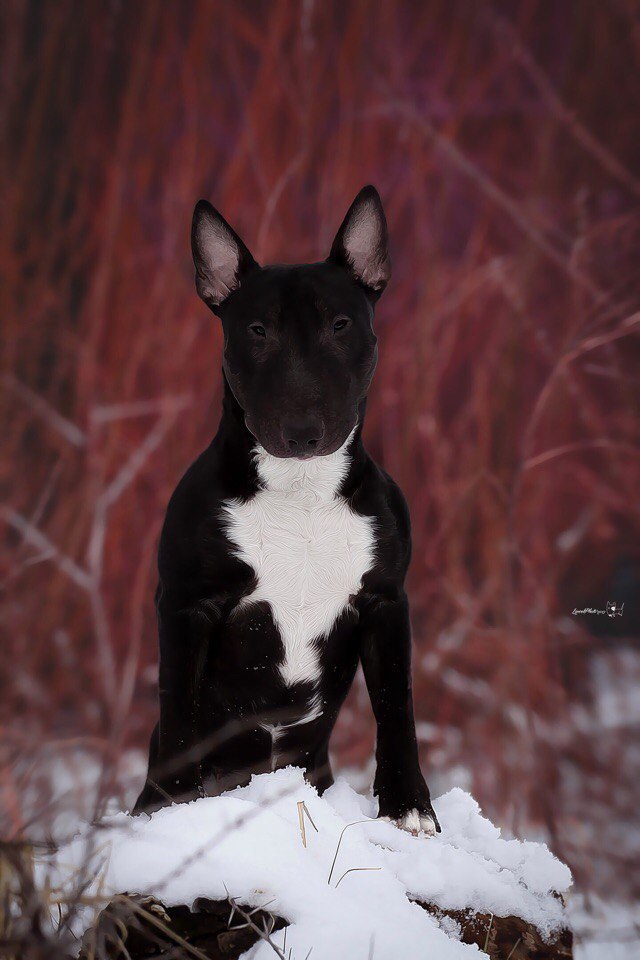 Магазинчик Бультерьера Брабуса (https://fotostrana.ru/away?to=/sl/MU3).Представляет натуральные лакомства без ...