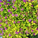  Irina,  -  2  2017   ,  2017