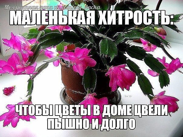 МАЛЕНЬКАЯ ХИТРОСТЬ: ЧТОБЫ ЦВЕТЫ В ДОМЕ ЦВЕЛИ ПЫШНО И ДОЛГО! Давно ли Ваш любимый цветок цвел, как в ...