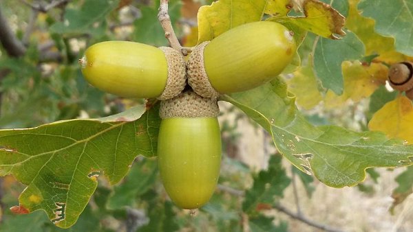 Pevril - 17 ������� 2017 � 09:18 - 13