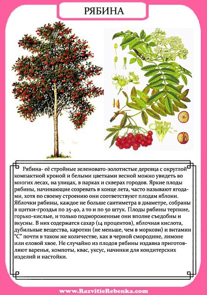 Строение Дерева. Листья Деревьев. Знакомим детей с названиями деревьев. Запоминаем как выглядят ...