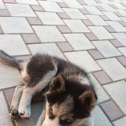 ���� �����, ���������, 44 ���� - ��������� 30 ������� 2017