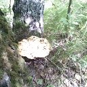 ���� �������, ������-��-���, 51 ��� - ��������� 25 ��� 2017 � ������ ���� ����������