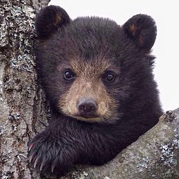 ������ �����, ����, 59 ���