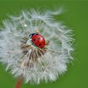 ���� �������, �����������, 61 ��� - ��������� 15 ���� 2017 � ������ ���� ����������