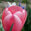 ��� 2017 �� ������� ���� ����������� (!) ��������)�