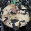 ���� �������, ������, 63 ���� - ��������� 18 ������� 2017 � ������ ����� �� ����