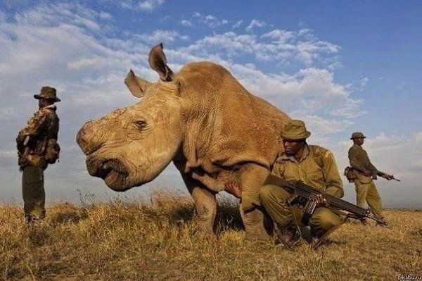 Белый носорог, которых осталось всего 4 в мире, бродит в окружении вооружённых телохранителей