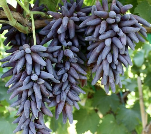 РЕДКИЕ И НЕОБЫЧНЫЕ СОРТА ВИНОГРАДА.2 – Виноград Пальчик Ведьмы (Witch Finger Grapes)Виноград Пальчик ...