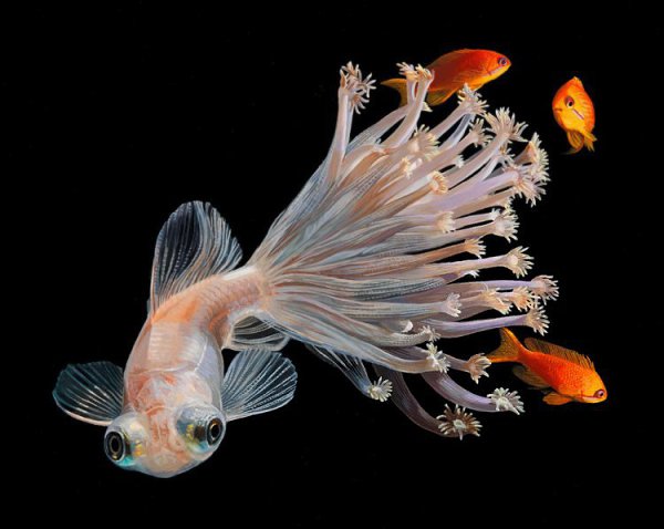   (Lisa Ericson)  ,   ,    ,  ... - 4