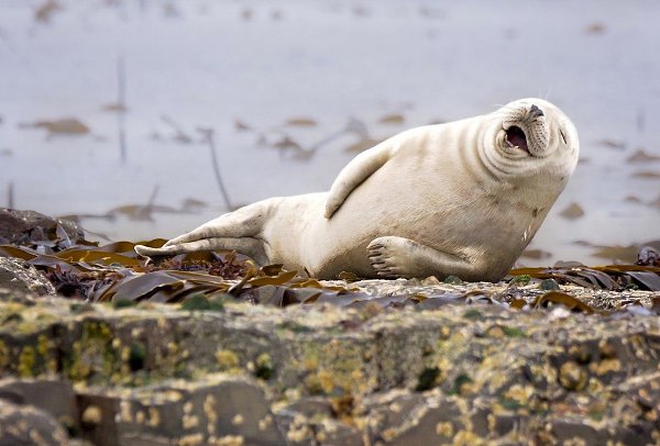   Comedy Wildlife Photography Award - 9