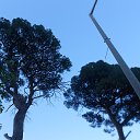  , -, 42  -  8  2017   , 2017 ()