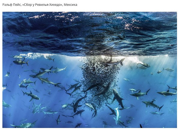 - BigPicture Natural World Photography 2017.  ,  ... - 8