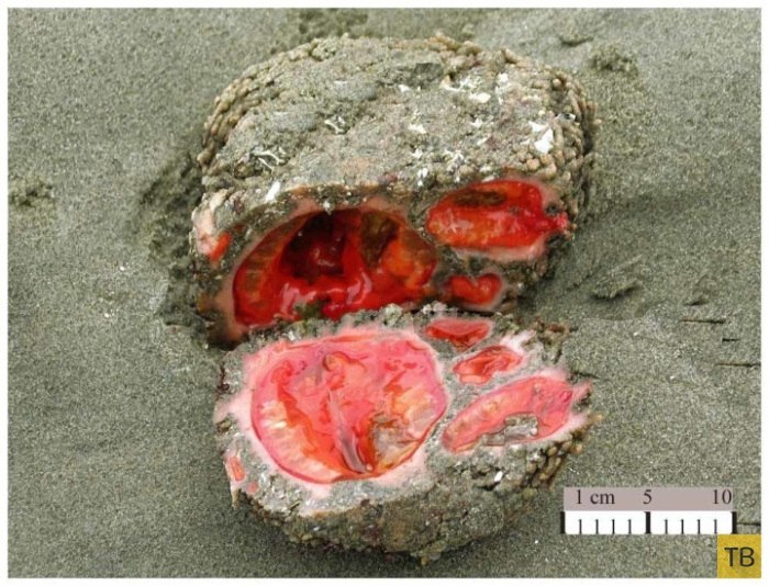      :   Pyura chilensis   ,   ...