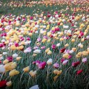 ���� �������, ������ - ��������� 8 ��� 2017