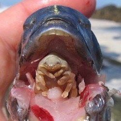 ����� ����������� ������������� ���������. �������, ���������� ����, ��� Cymothoa exigua �������� ...