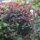  , , 60  -  29  2017   ,, 2017, ...