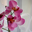 ���� Alekx, �����������, 60 ��� - ��������� 14 ���� 2017