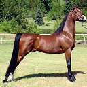 ���� ������, �����������, 75 ��� - ��������� 20 ���� 2017 � ������ ����Ȼ