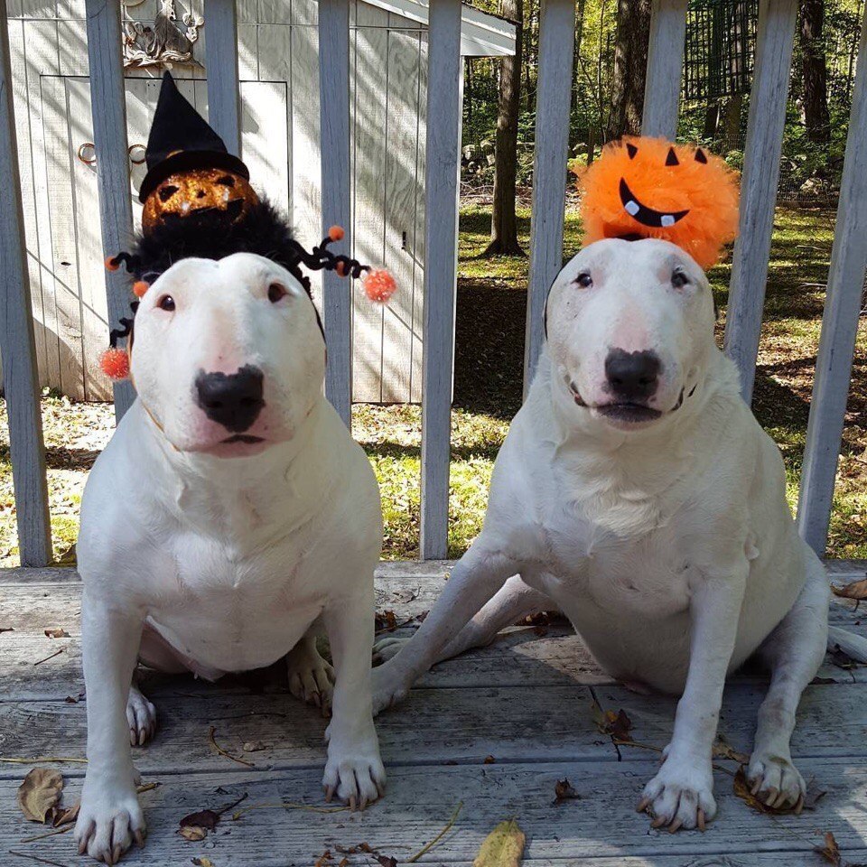 Сладкая парочка твикс.Бодрого всем понедельника) - 5