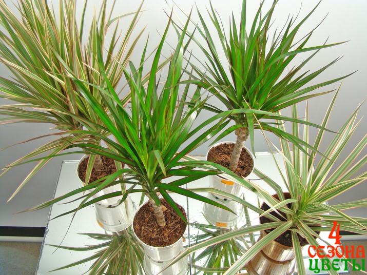 . , ,    (Dracaena marginata).    ...