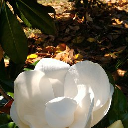 ���� ������, ����, 61 ��� - ��������� 10 ���� 2017