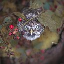 ���� �������, ��������� - ��������� 8 �������� 2017 � ������ ������ ��������