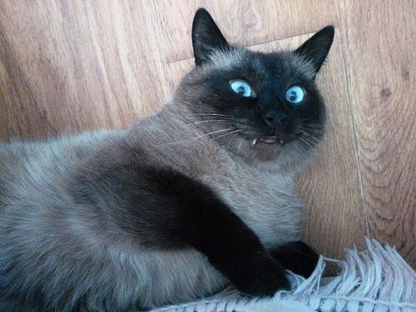 Когда пытаешься быть игривой и загадочной, но получается какая-то придурковатая хитрожопость