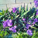 ���� ��������, ������� - ��������� 21 ��� 2017 � ������ ������..�