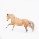 ���� ������, �����������, 75 ��� - ��������� 20 ���� 2017 � ������ ����Ȼ