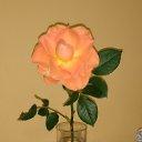  ,  , 60  -  18  2017   