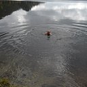 ���� ����, �����������, 51 ��� - ��������� 10 ������ 2017 � ������ ���� ����������