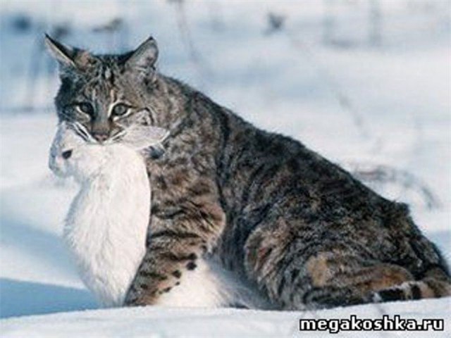 ***Victoria Viktorovna*** - 23  2017  08:04