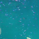  , , 43  -  4  2017     !!!