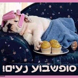  Prishelets Prishelets, , 61  -  19  2017