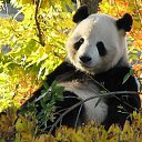 ���� �������, ������ - ��������� 7 ������� 2017 � ������ ��������