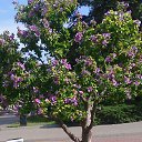 ��� ����� ������� ������ � �����������,2017� �� ������� �����