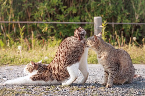 Коты готовы веселить нас в самые пасмурные дни! Стивен Кинг пишет, что коты – это гангстеры ... - 11