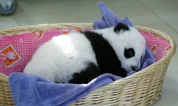 Детский сад для панд действительно существует. И, нет, вы не спите! .Вот она — работа моей мечты. - 9