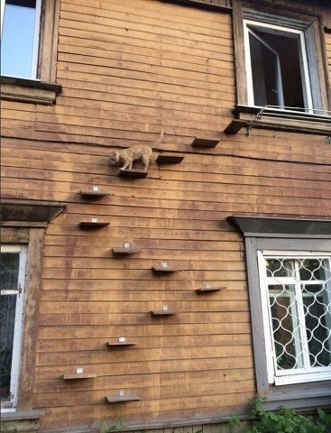 CATS OF ALL - 25  2017  10:47