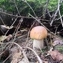 ���� ������, ������, 62 ���� - ��������� 24 �������� 2017 � ������ ������ �����