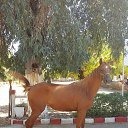 ���� Soudani Mahmoud, ����, 43 ���� - ��������� 22 �������� 2017 � ������ ������ ��������